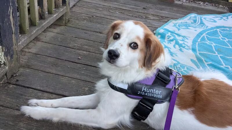 Dog Park at Love's Travel Stops - Hogansville, GA