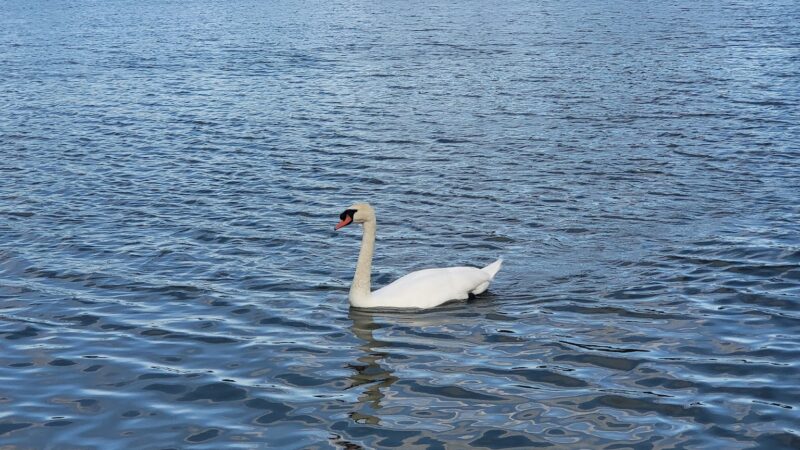North Park Lake - Holdrege, NE