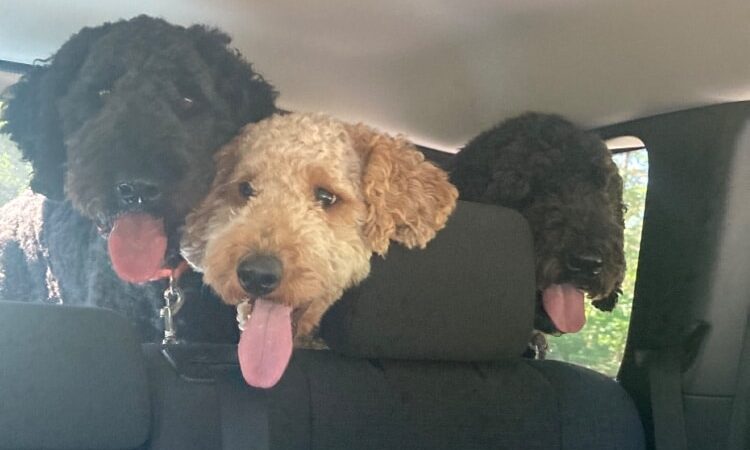 Large Dog Park at Quincy Park - Holland, MI