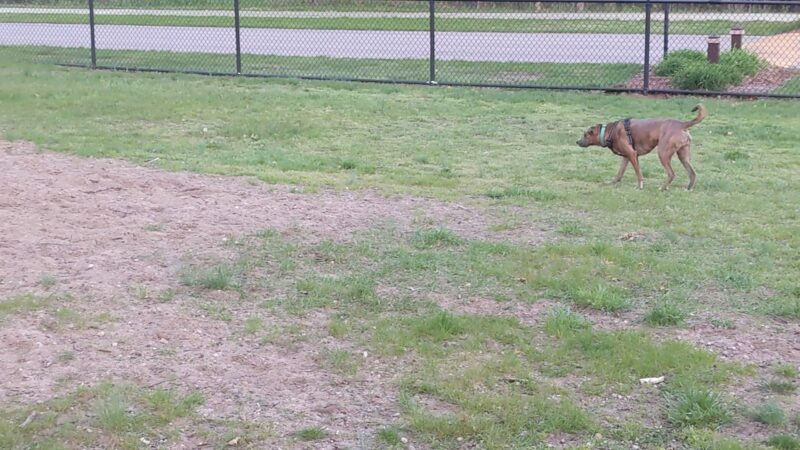 Large Dog Park at Quincy Park - Holland, MI