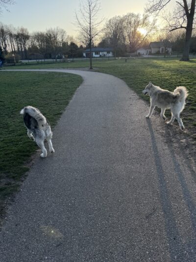 Large Dog Park at Quincy Park - Holland, MI