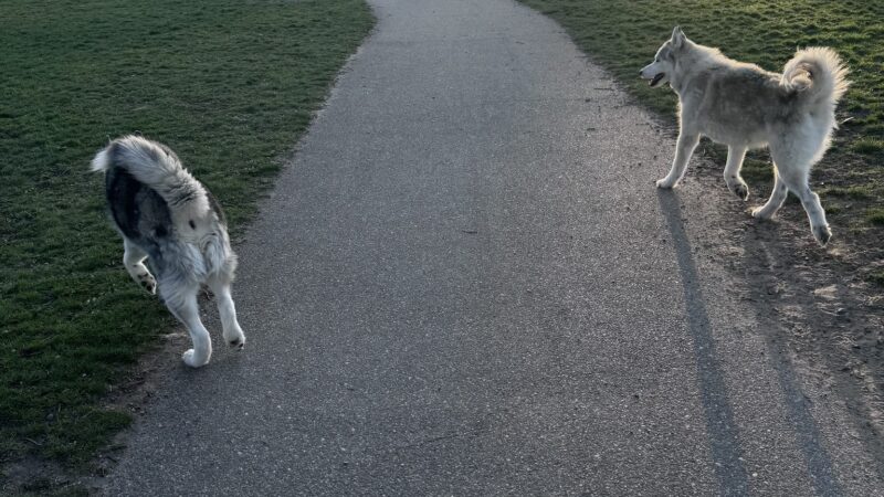 Large Dog Park at Quincy Park - Holland, MI