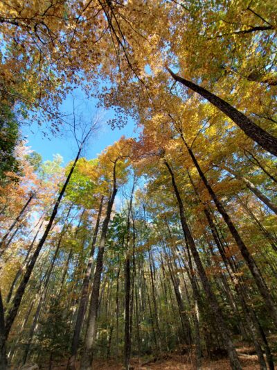 Beaver Brook - Hollis, NH