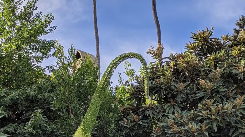 Whitley Terrace Steps - Hollywood, CA