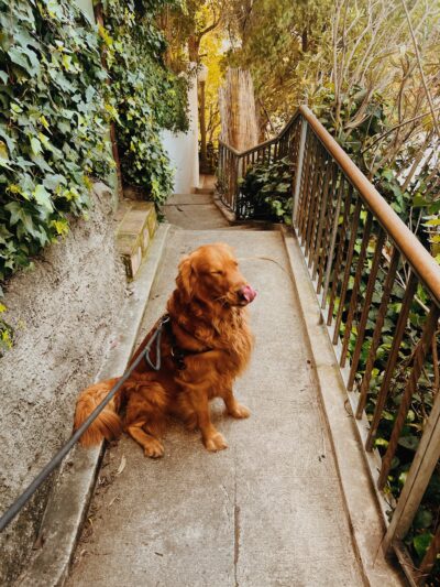 Whitley Terrace Steps - Hollywood, CA