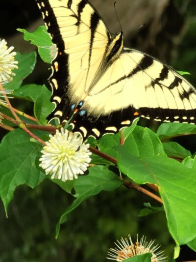 Empire State Trail - Pawling Trailhead - Holmes, NY