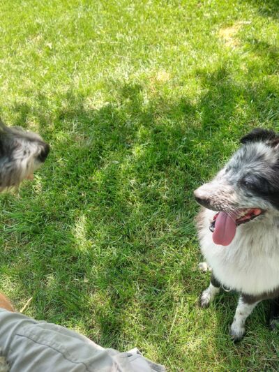 Rover's Run Dog Park (Membership required) - Homewood, IL