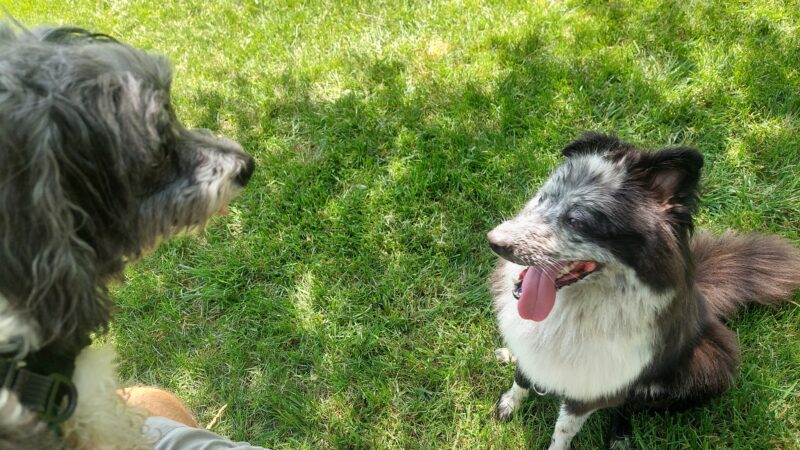 Rover's Run Dog Park (Membership required) - Homewood, IL