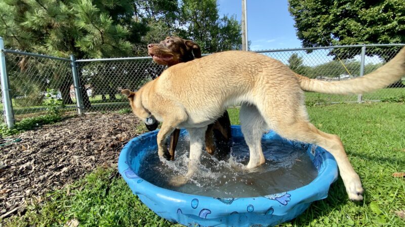 Rover's Run Dog Park (Membership required) - Homewood, IL