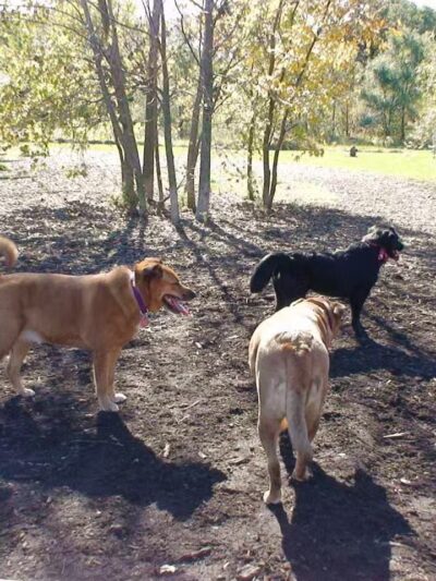 Rover's Run Dog Park (Membership required) - Homewood, IL