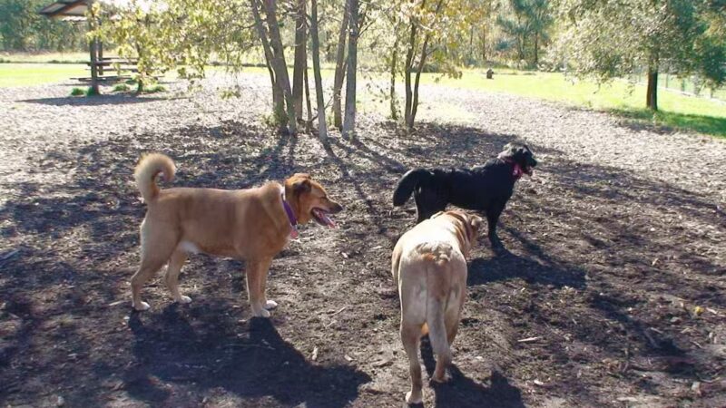 Rover's Run Dog Park (Membership required) - Homewood, IL