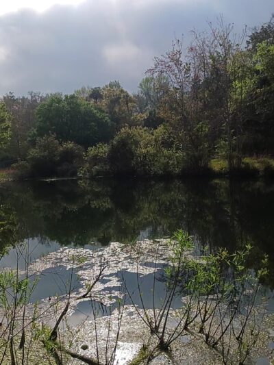 Citrus County Dog Park - Homosassa, FL