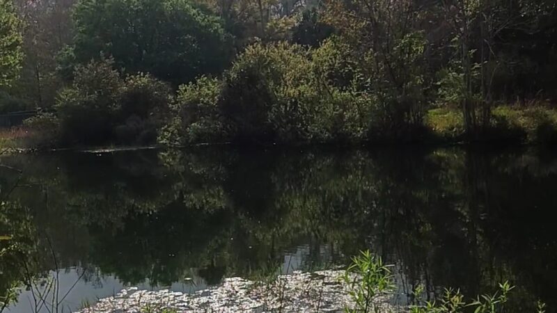 Citrus County Dog Park - Homosassa, FL