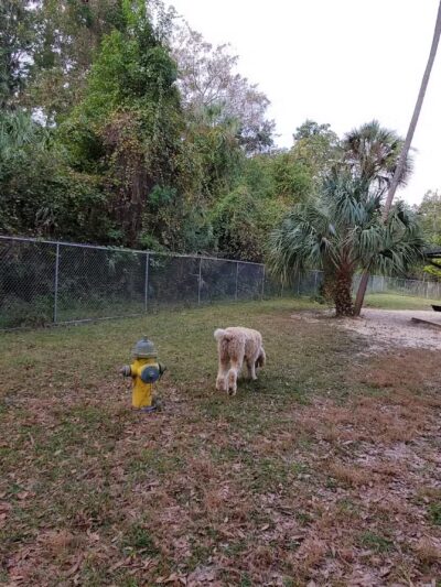 Citrus County Dog Park - Homosassa, FL