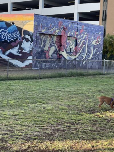 A'ala Bark Park - Honolulu, HI