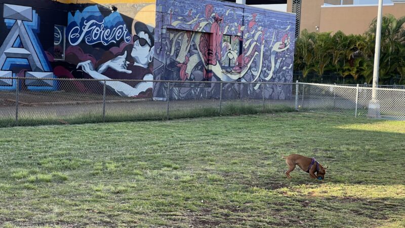 A'ala Bark Park - Honolulu, HI