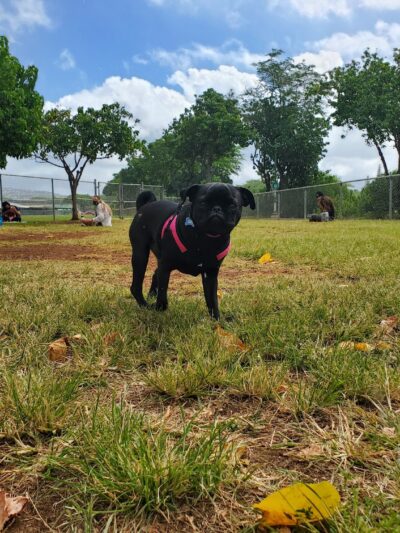 Ala Wai Dog Park - Honolulu, HI