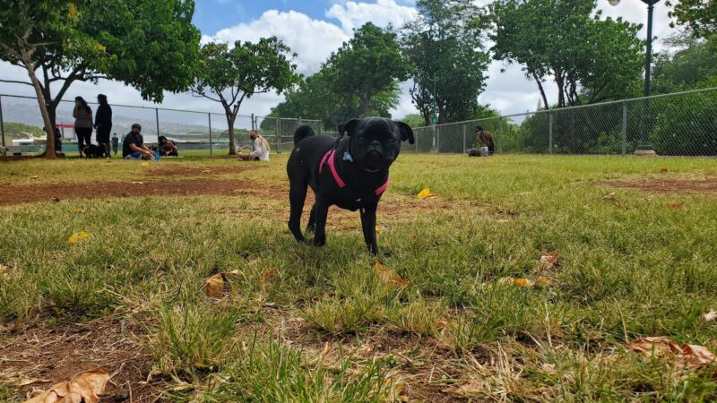 Ala Wai Dog Park - Honolulu, HI