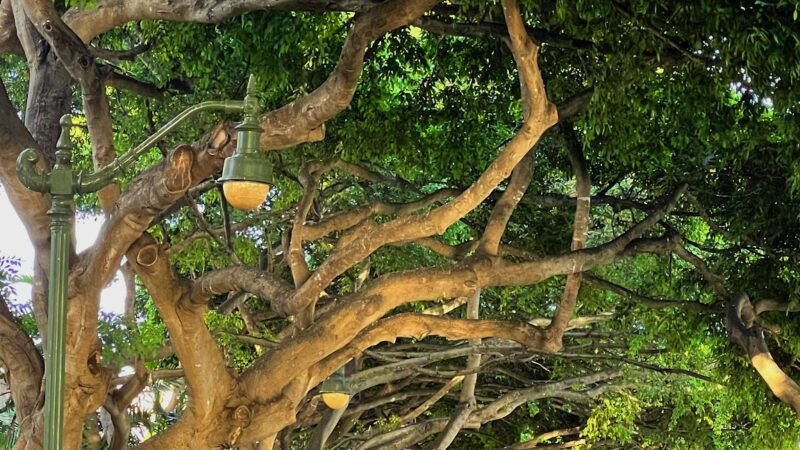 Ala Wai Promenade - Honolulu, HI
