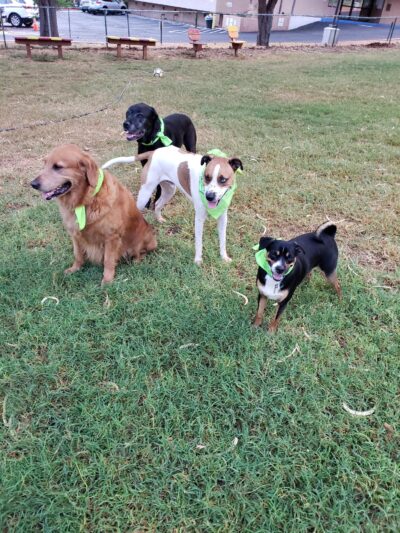 Diamond Head Bark Park - Honolulu, HI