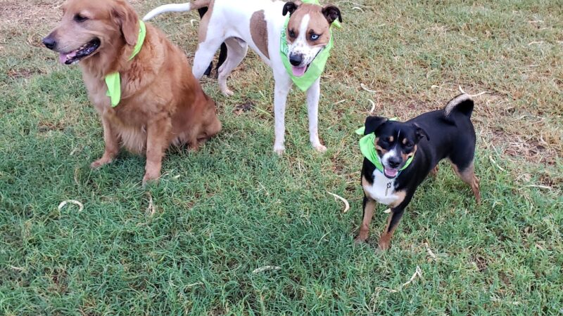 Diamond Head Bark Park - Honolulu, HI