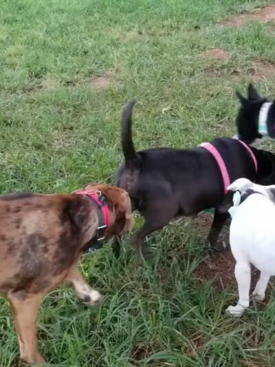Diamond Head Bark Park - Honolulu, HI