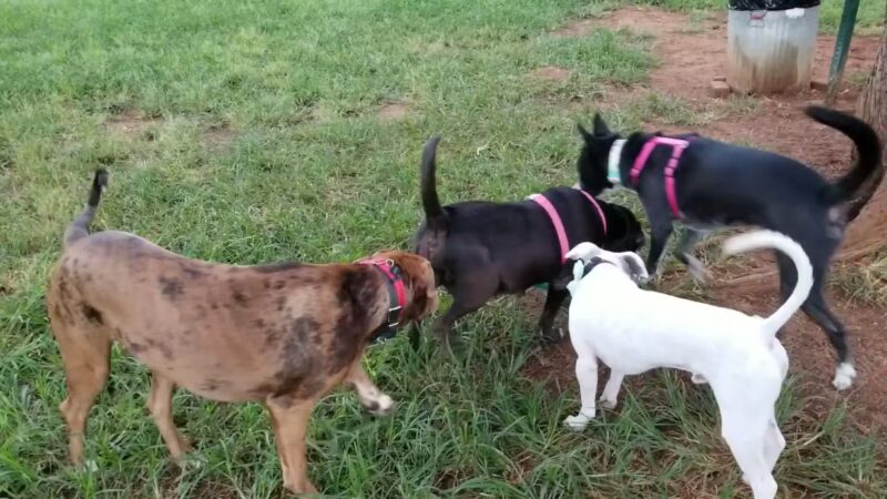 Diamond Head Bark Park - Honolulu, HI