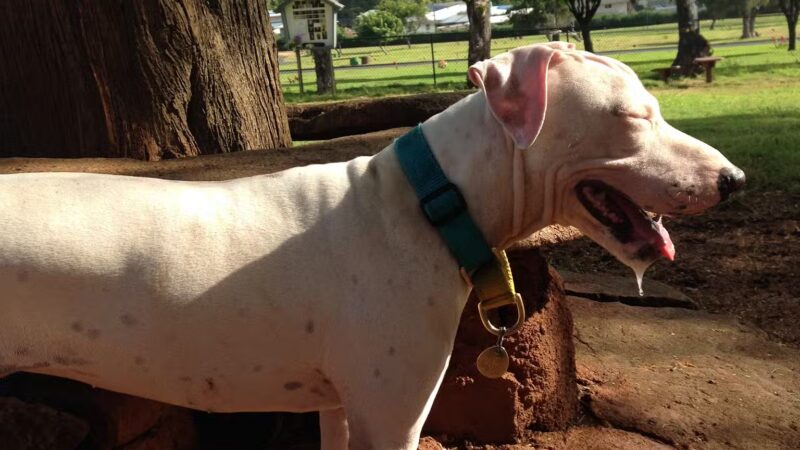 Diamond Head Bark Park - Honolulu, HI