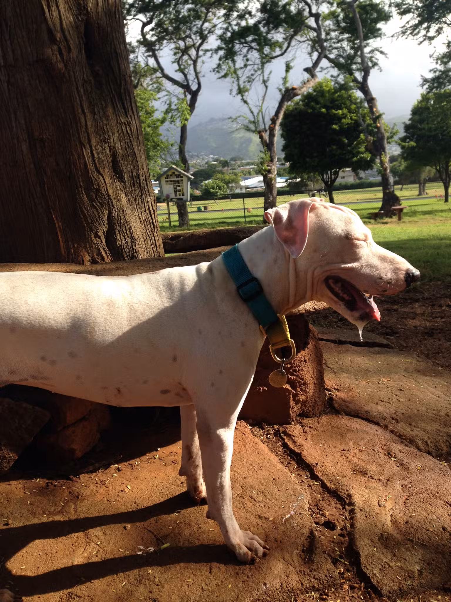 Diamond Head Bark Park - Honolulu, HI