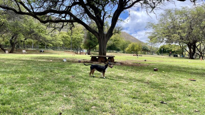 Diamond Head Bark Park - Honolulu, HI
