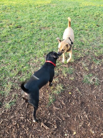 Elaine Dobashi Dog Park - Honolulu, HI