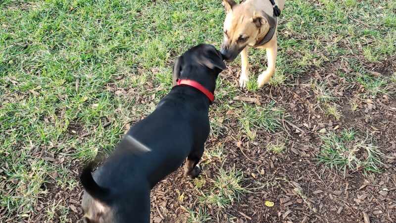 Elaine Dobashi Dog Park - Honolulu, HI