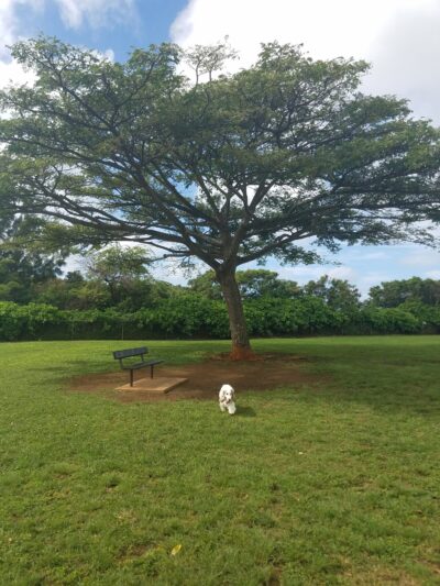 Elaine Dobashi Dog Park - Honolulu, HI