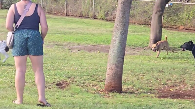 Elaine Dobashi Dog Park - Honolulu, HI