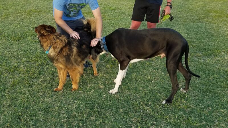 Ford Island Dog Park - Honolulu, HI
