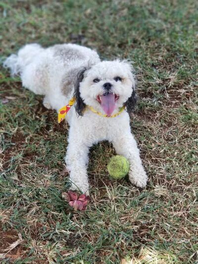 Forest City Dog Park - Honolulu, HI