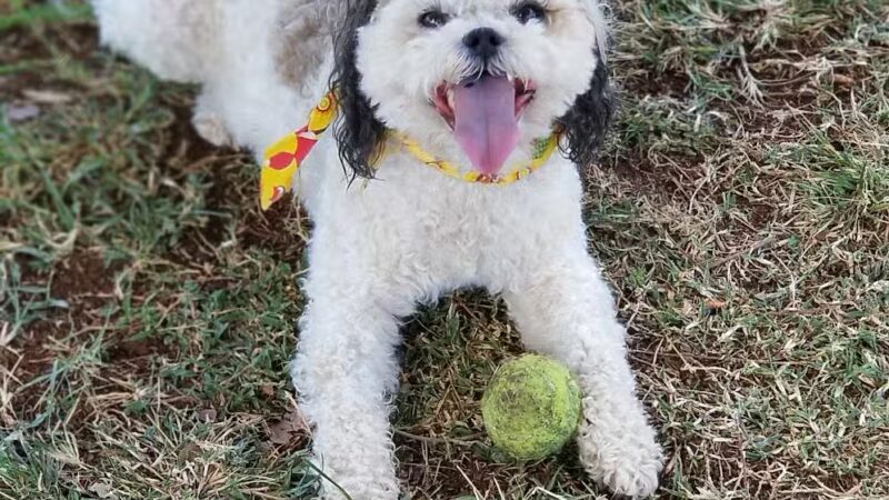 Forest City Dog Park - Honolulu, HI