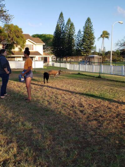 Forest City Dog Park - Honolulu, HI