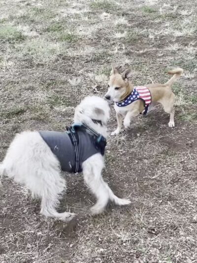 Forest City Dog Park - Honolulu, HI