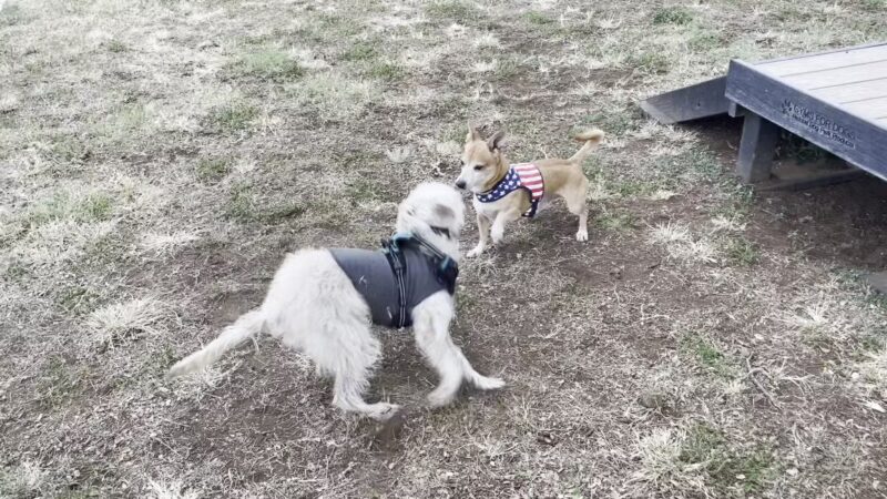 Forest City Dog Park - Honolulu, HI