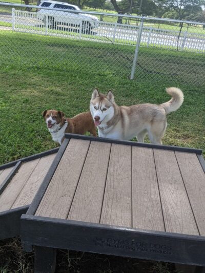 Forest City Dog Park - Honolulu, HI