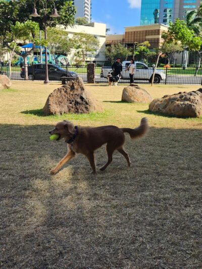 Kolowalu Dog Park - Honolulu, HI