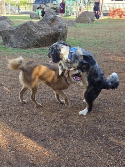 Kolowalu Dog Park - Honolulu, HI