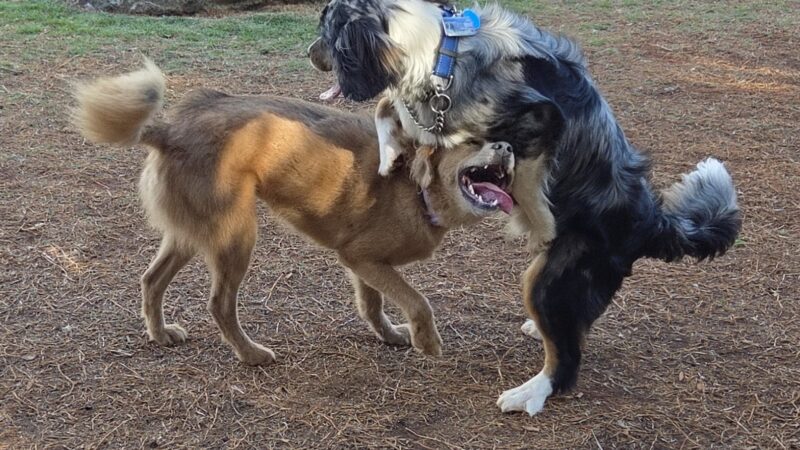 Kolowalu Dog Park - Honolulu, HI