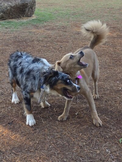 Kolowalu Dog Park - Honolulu, HI