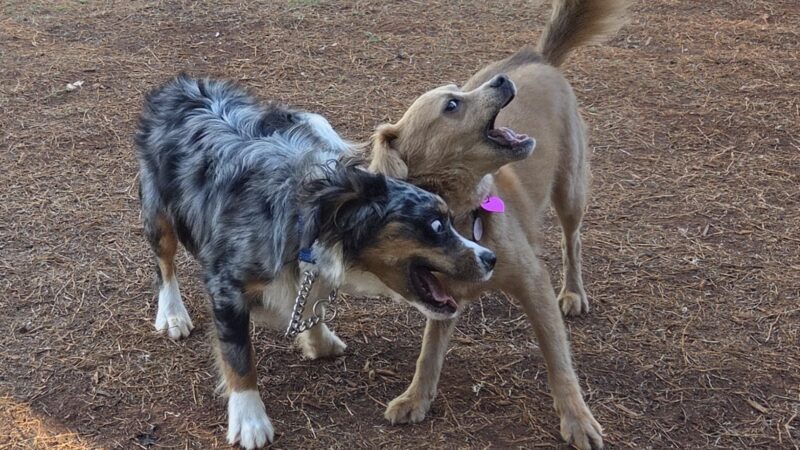 Kolowalu Dog Park - Honolulu, HI