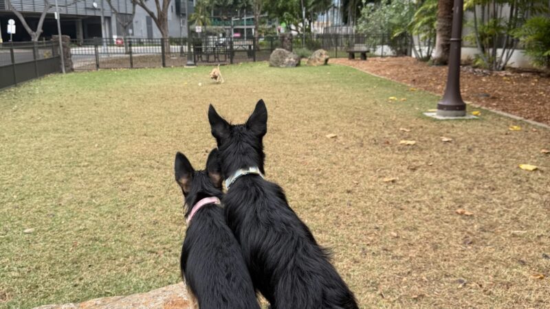 Kolowalu Dog Park - Honolulu, HI