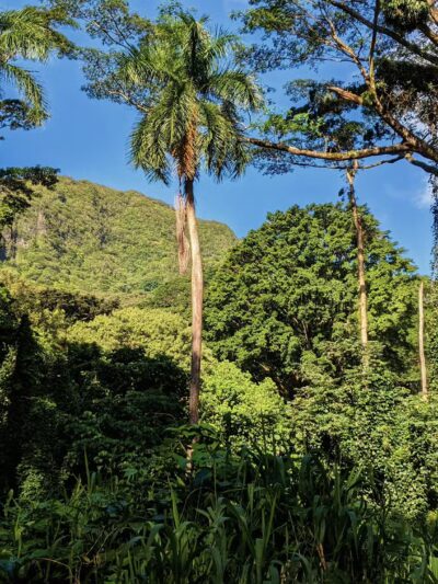Manoa Valley District Park - Honolulu, HI