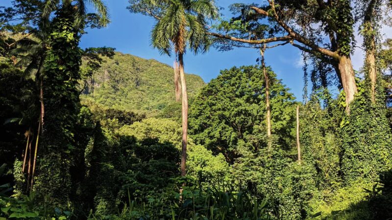 Manoa Valley District Park - Honolulu, HI