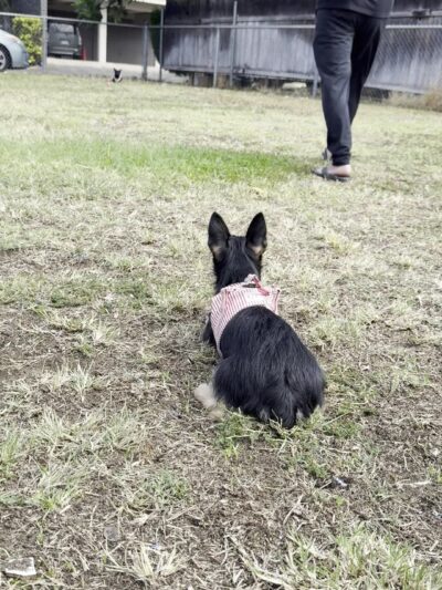 Maryknoll Dog Park - Honolulu, HI